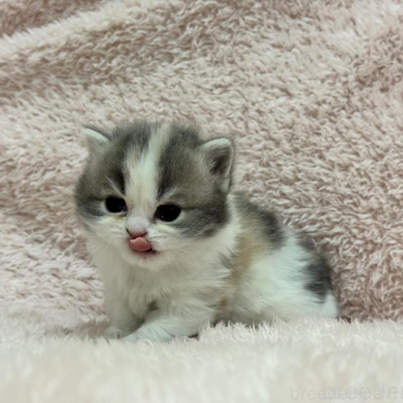 販売中の三重県のスコティッシュフォールド-137961の2枚目