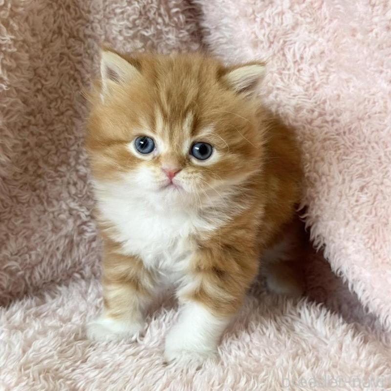 販売中の三重県のスコティッシュフォールド-137962