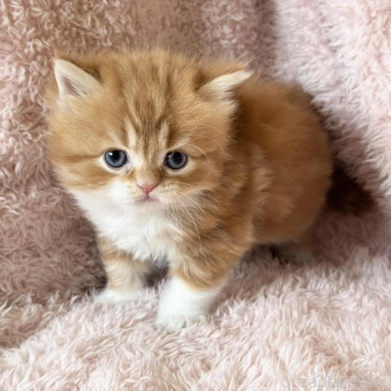 販売中の三重県のスコティッシュフォールド-137962の8枚目