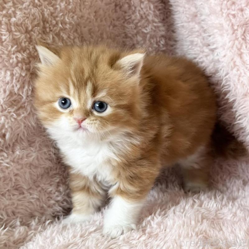 販売中の三重県のスコティッシュフォールド-137962の7枚目