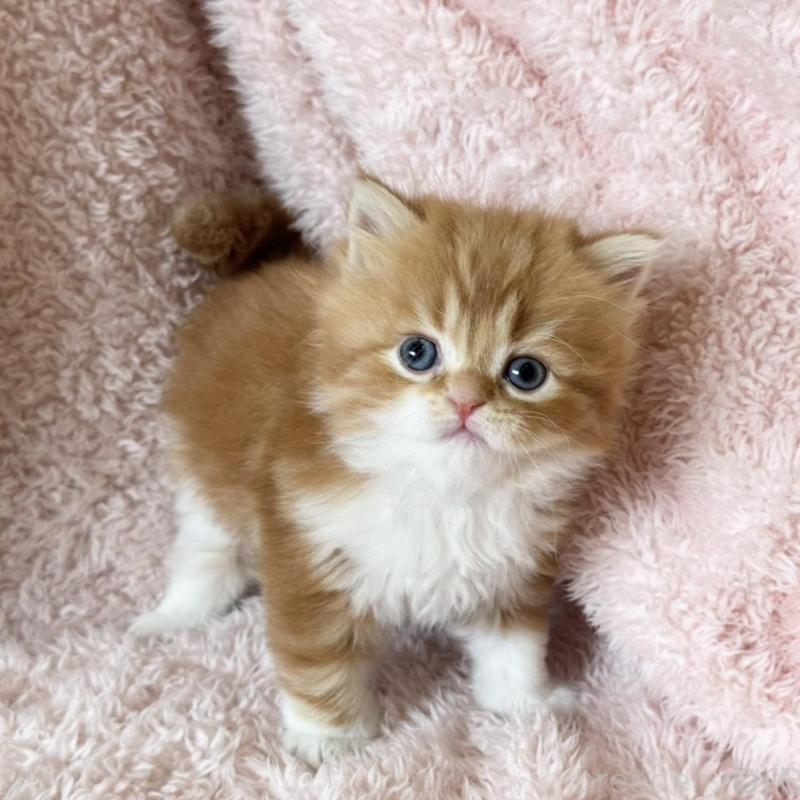 販売中の三重県のスコティッシュフォールド-137962の6枚目