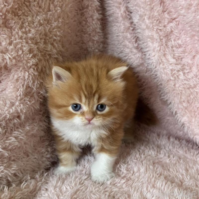 販売中の三重県のスコティッシュフォールド-137962の4枚目