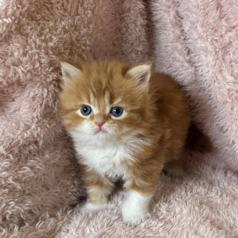 販売中の三重県のスコティッシュフォールド-137962の3枚目