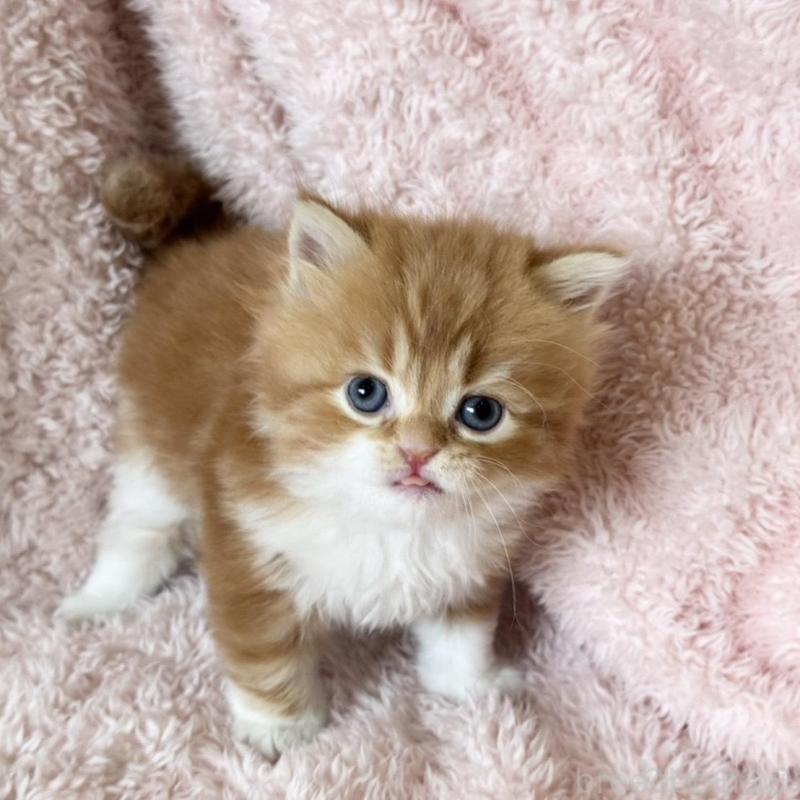 販売中の三重県のスコティッシュフォールド-137962の2枚目