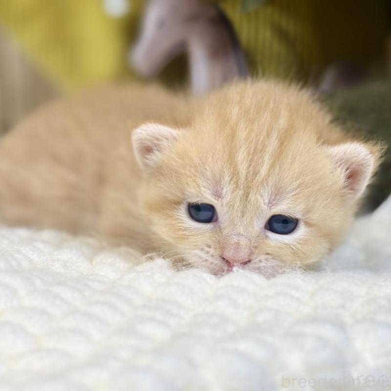 販売中の岐阜県のマンチカン(短足)-137963の8枚目