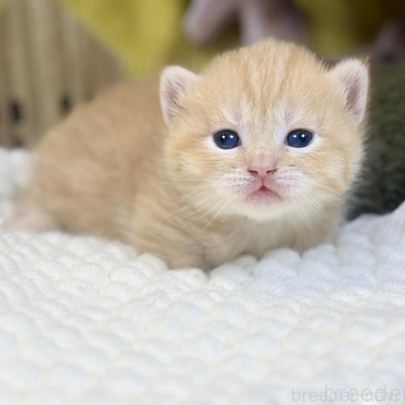 販売中の岐阜県のマンチカン(短足)-137963の7枚目