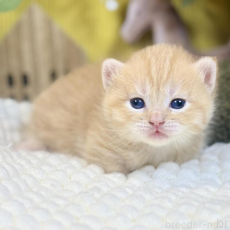 販売中の岐阜県のマンチカン(短足)-137963の6枚目