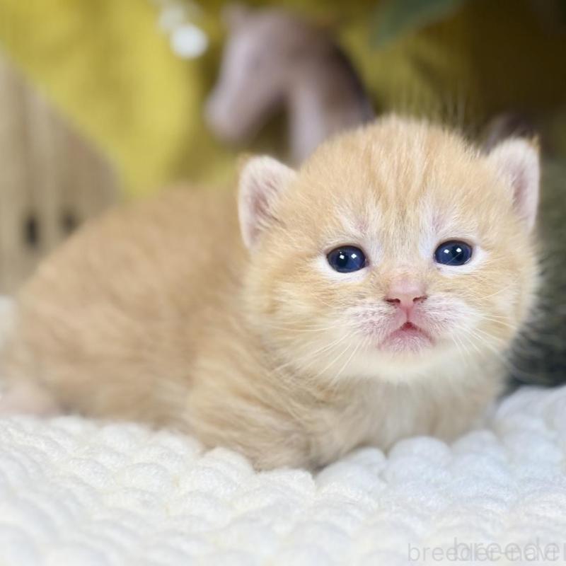 販売中の岐阜県のマンチカン(短足)-137963の5枚目