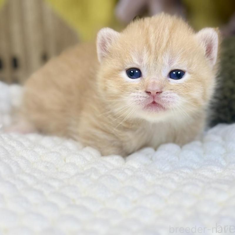 販売中の岐阜県のマンチカン(短足)-137963の4枚目