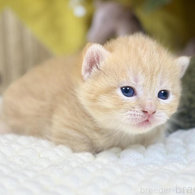 販売中の岐阜県のマンチカン(短足)-137963の3枚目