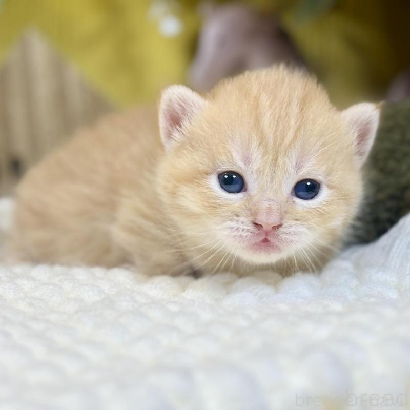 販売中の岐阜県のマンチカン(短足)-137963の2枚目