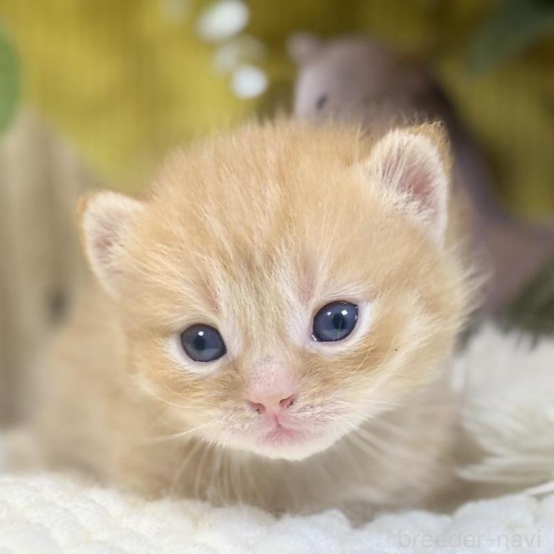 販売中の岐阜県のマンチカン(短足)-137964の4枚目