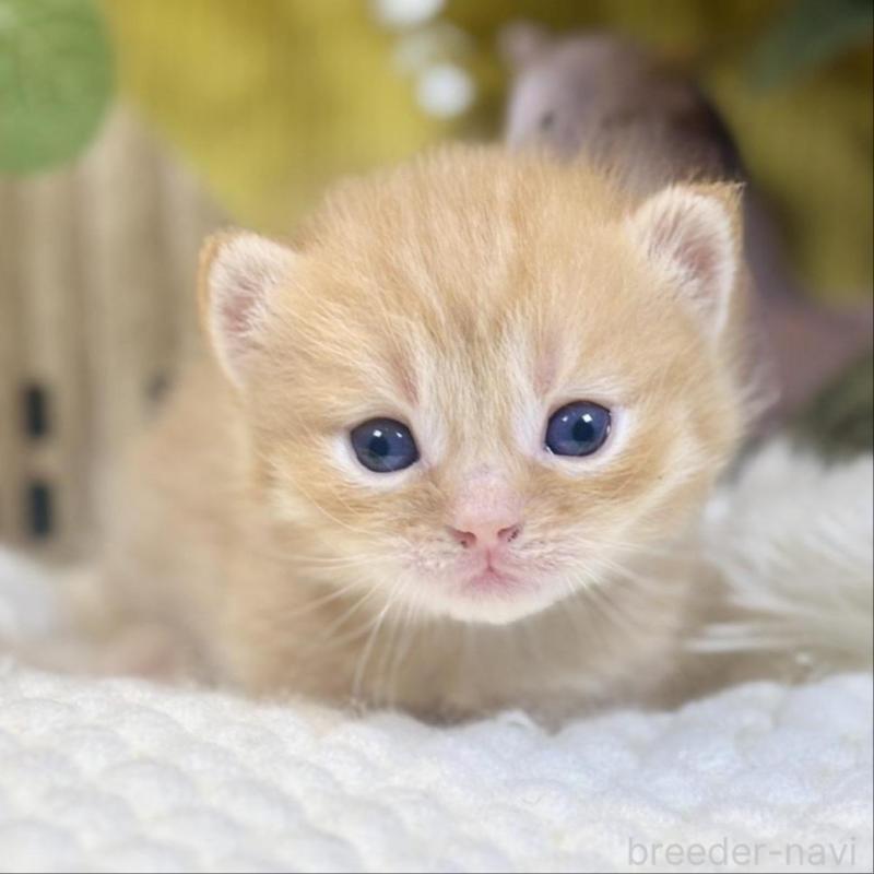 販売中の岐阜県のマンチカン(短足)-137964