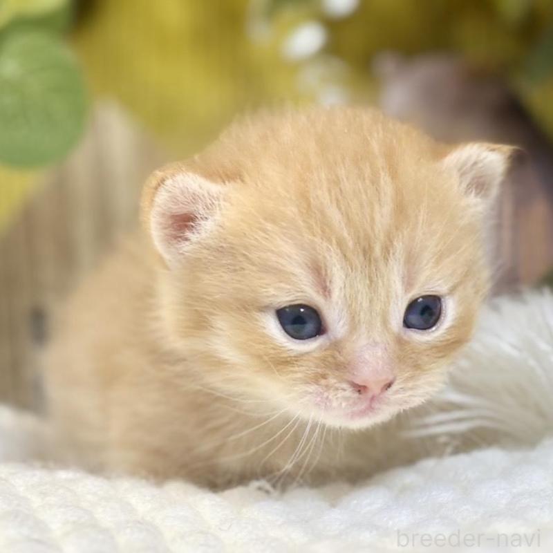 販売中の岐阜県のマンチカン(短足)-137964の3枚目