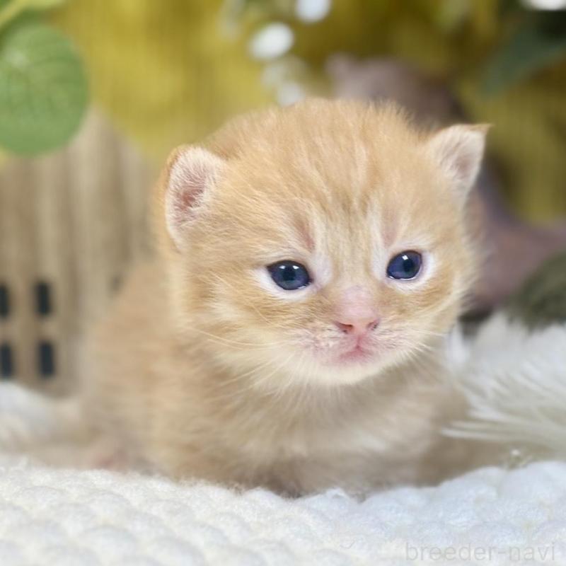 販売中の岐阜県のマンチカン(短足)-137964の2枚目