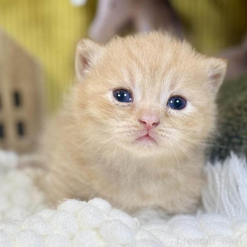 販売中の岐阜県のマンチカン(短足)-137965の7枚目