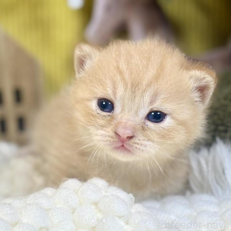 販売中の岐阜県のマンチカン(短足)-137965の6枚目