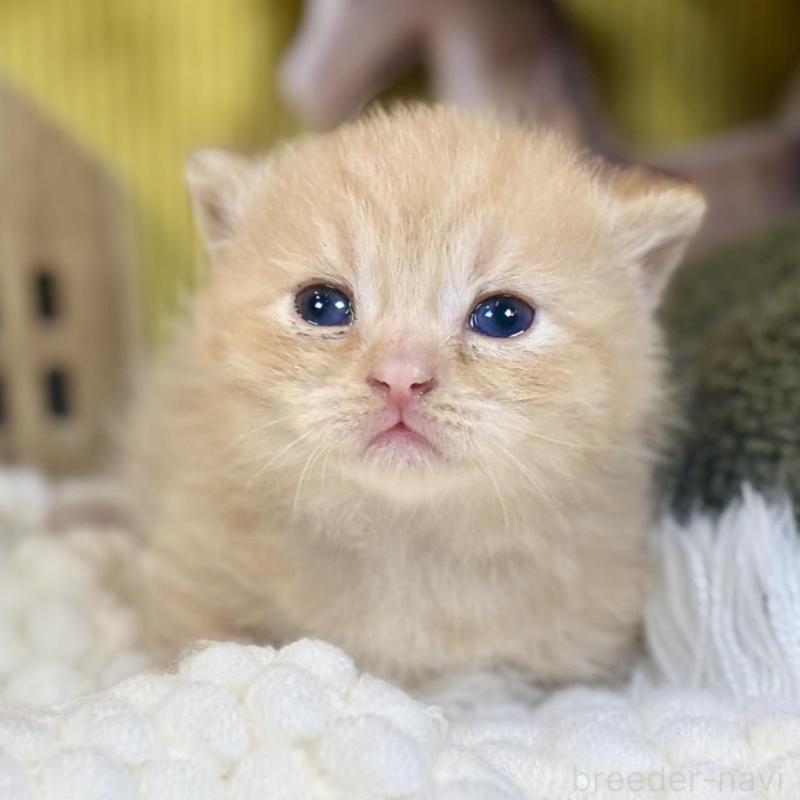 販売中の岐阜県のマンチカン(短足)-137965の5枚目