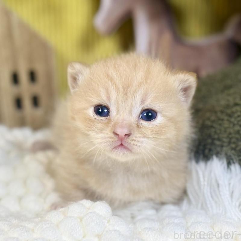 販売中の岐阜県のマンチカン(短足)-137965