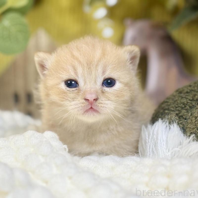 販売中の岐阜県のマンチカン(短足)-137965の4枚目