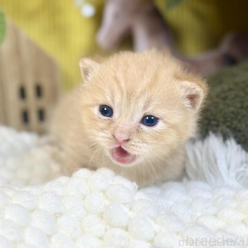 販売中の岐阜県のマンチカン(短足)-137965の2枚目
