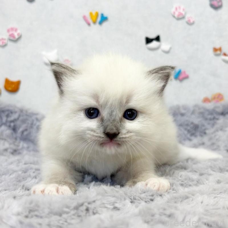 販売中の愛知県のラグドール-137966の5枚目