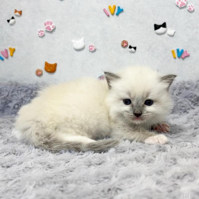 販売中の愛知県のラグドール-137966の4枚目