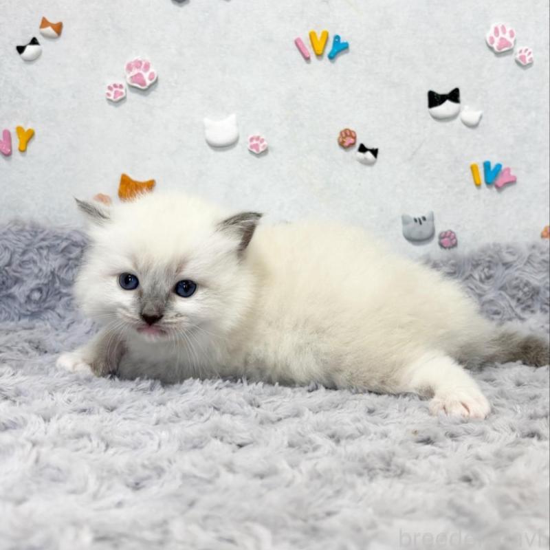 販売中の愛知県のラグドール-137966の3枚目