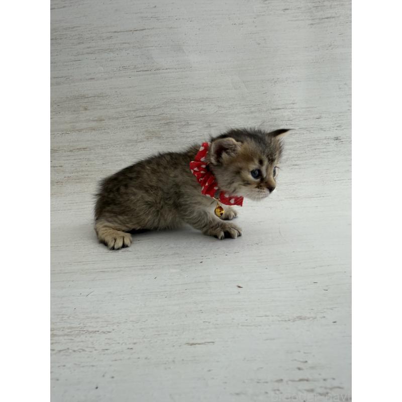 販売中の長野県のピクシーボブ-137967の9枚目