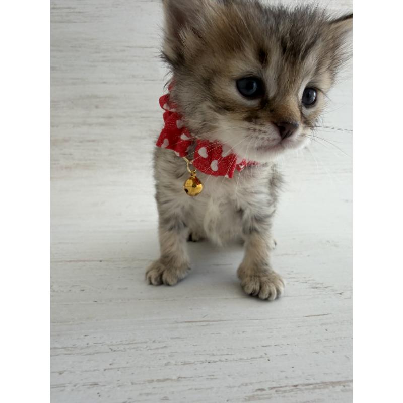 販売中の長野県のピクシーボブ-137967の8枚目