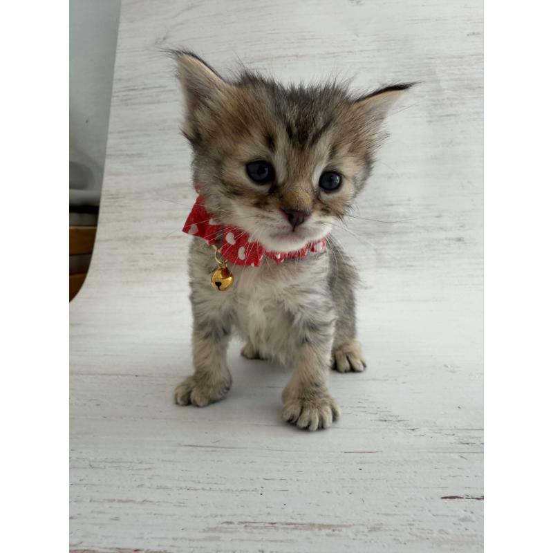 販売中の長野県のピクシーボブ-137967の7枚目