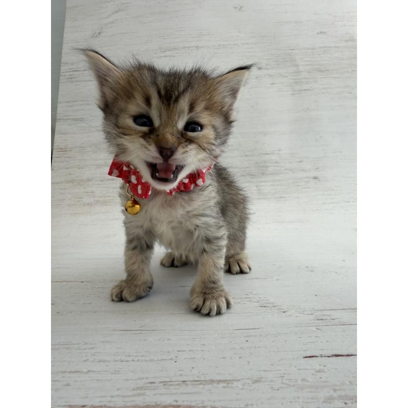 販売中の長野県のピクシーボブ-137967の6枚目