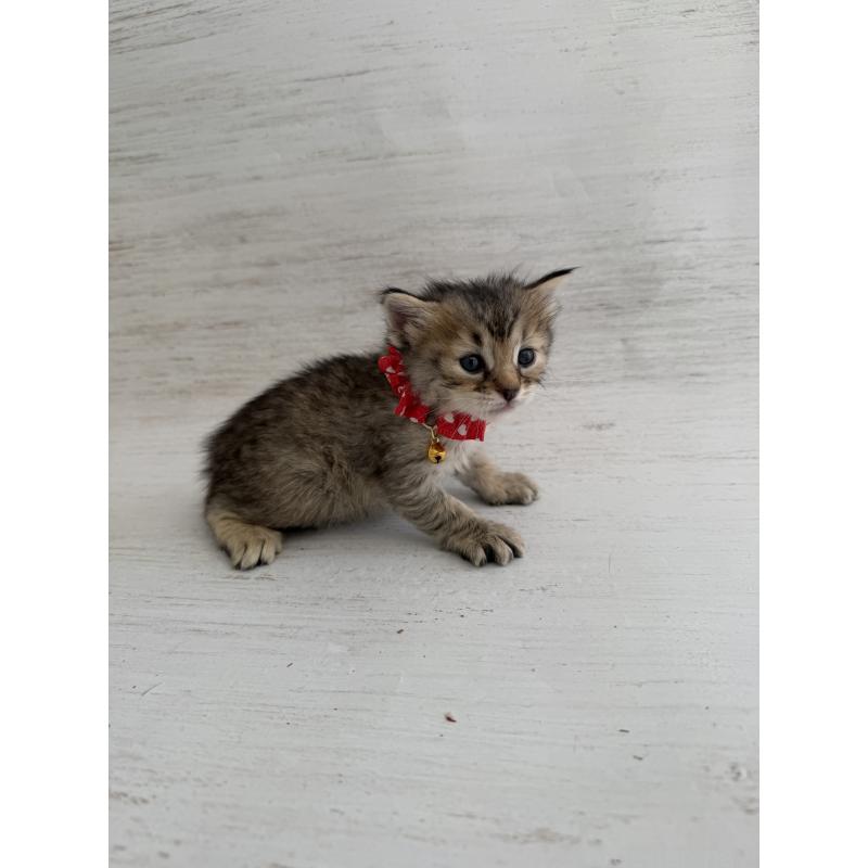 販売中の長野県のピクシーボブ-137967の5枚目