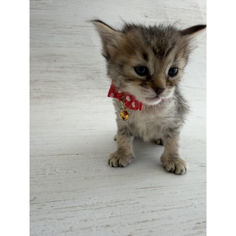 販売中の長野県のピクシーボブ-137967の4枚目