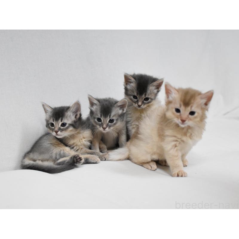 販売中の大阪府のソマリ-137879の6枚目