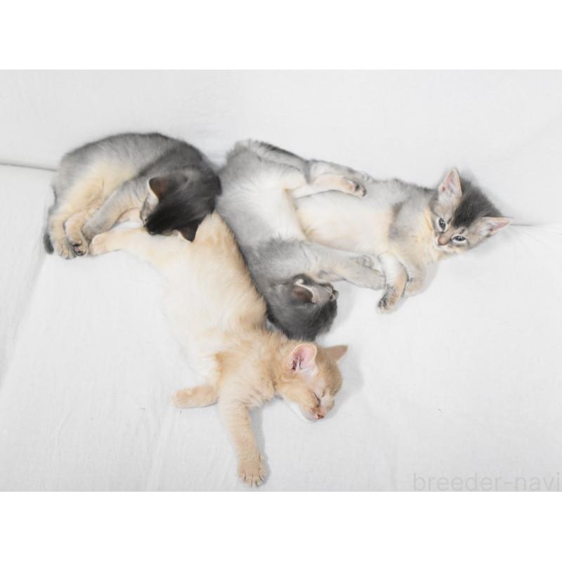 販売中の大阪府のソマリ-137879の5枚目