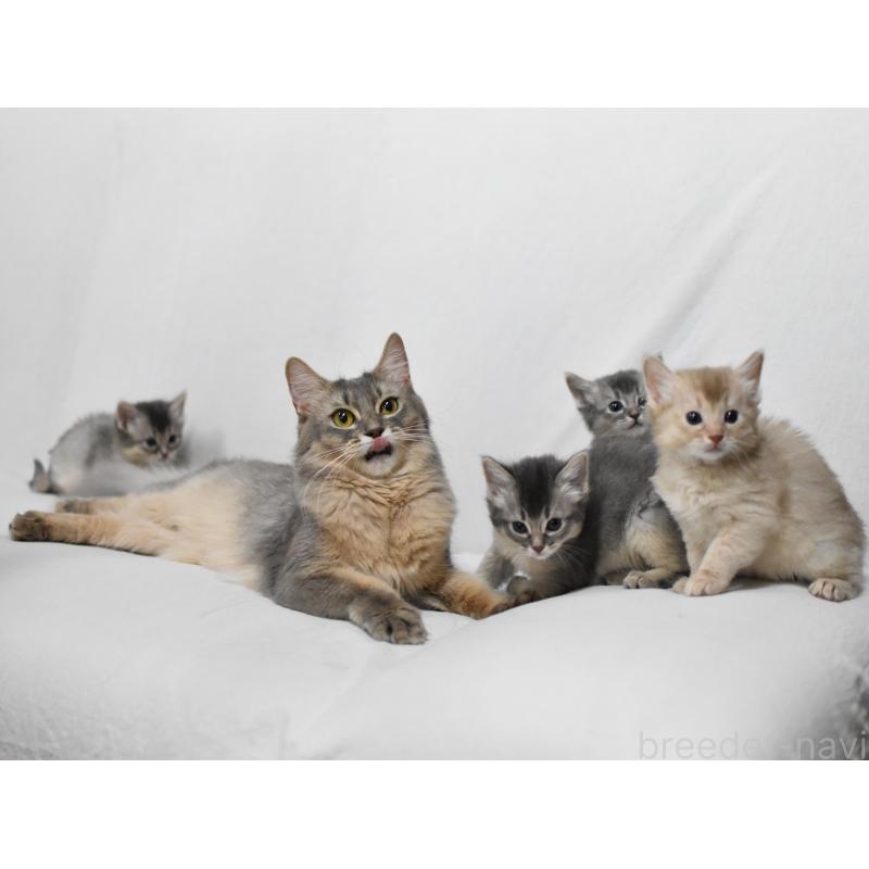 販売中の大阪府のソマリ-137879の4枚目