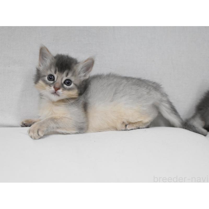 販売中の大阪府のソマリ-137879の3枚目