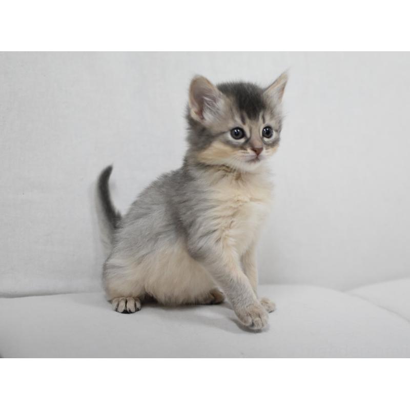 販売中の大阪府のソマリ-137879の2枚目