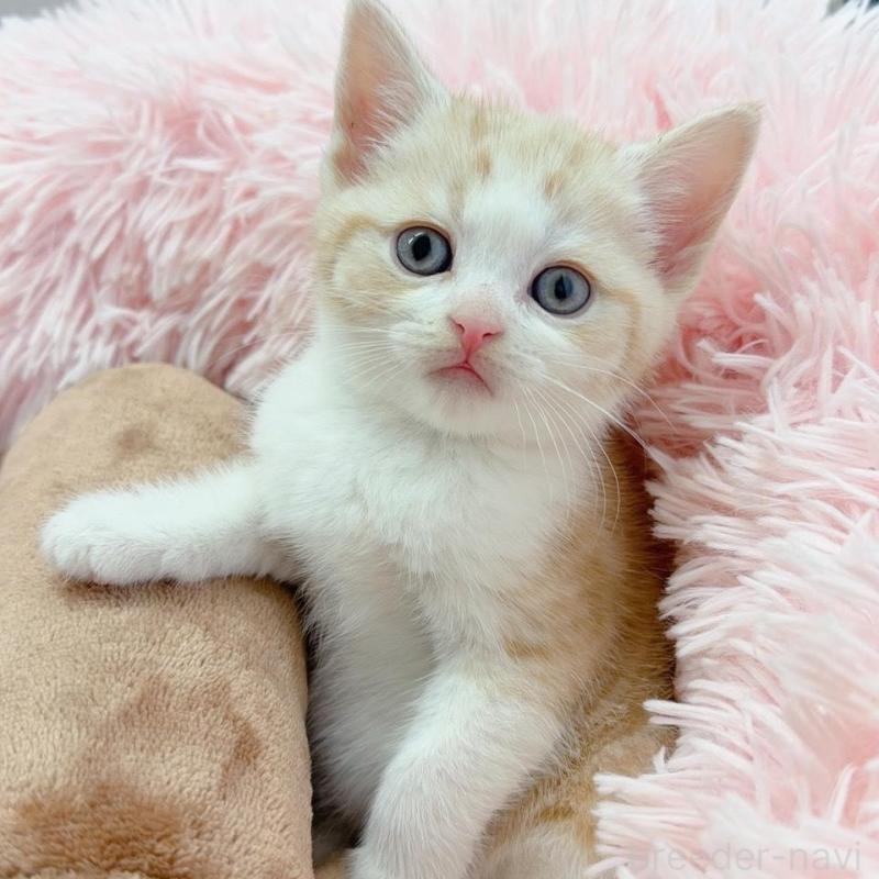 販売中の岡山県のスコティッシュストレート-137968の1枚目