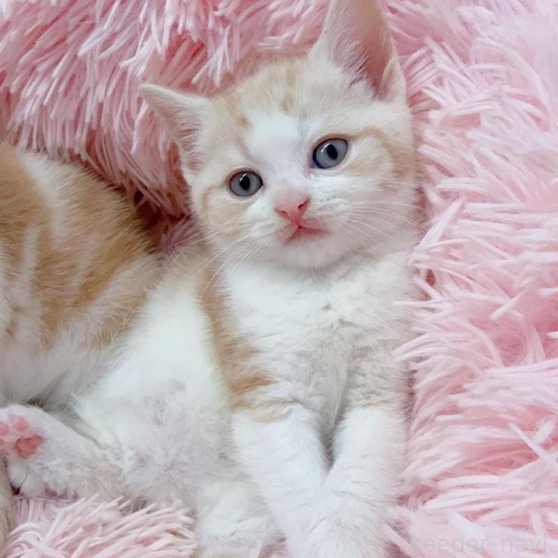 販売中の岡山県のスコティッシュストレート-137968の5枚目