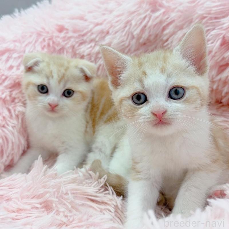 販売中の岡山県のスコティッシュストレート-137968の4枚目