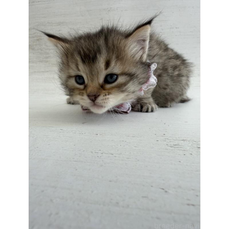 販売中の長野県のピクシーボブ-137969の6枚目