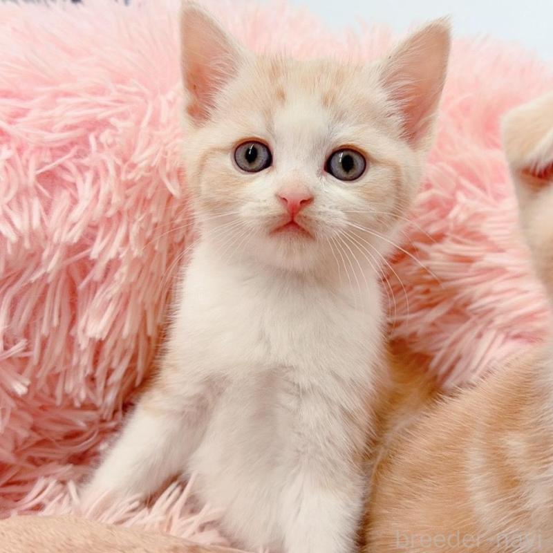 販売中の岡山県のスコティッシュストレート-137968の3枚目