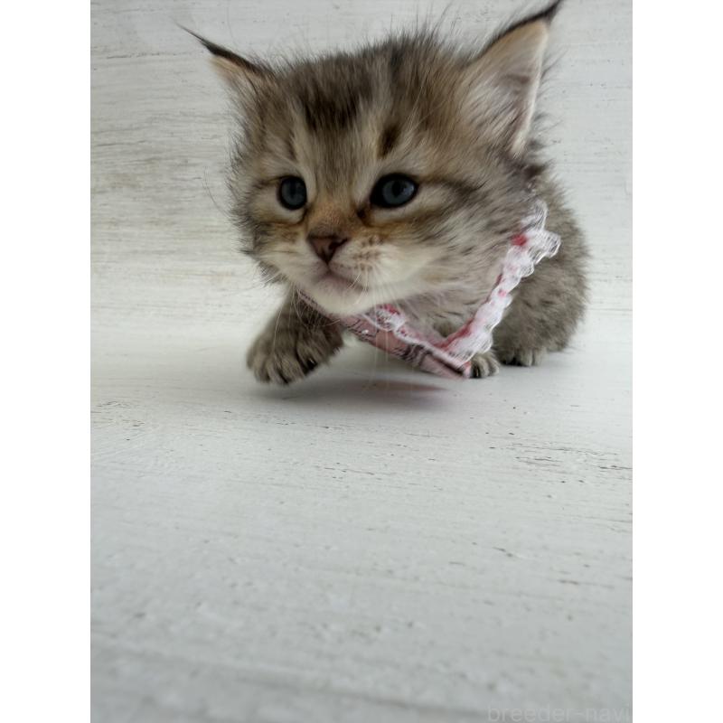 販売中の長野県のピクシーボブ-137969の5枚目