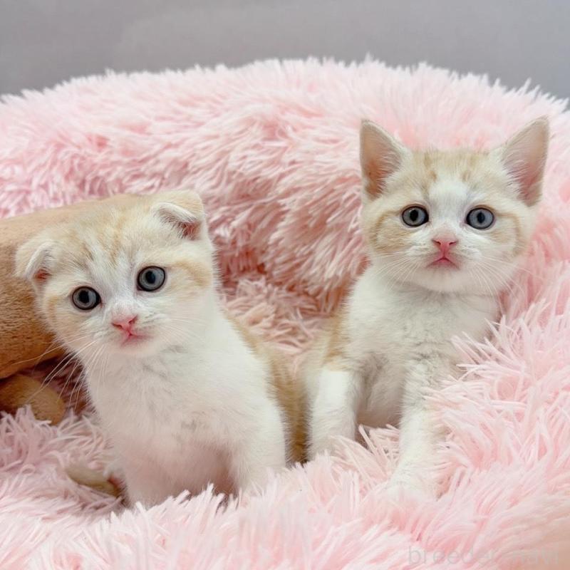 販売中の岡山県のスコティッシュストレート-137968の2枚目