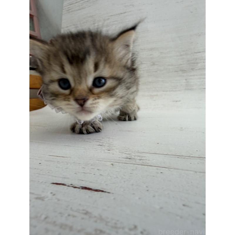 販売中の長野県のピクシーボブ-137969の4枚目