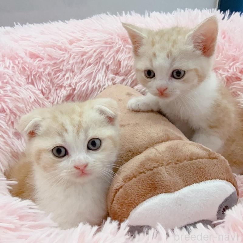 販売中の岡山県のスコティッシュフォールド(折れ耳)-137970の5枚目