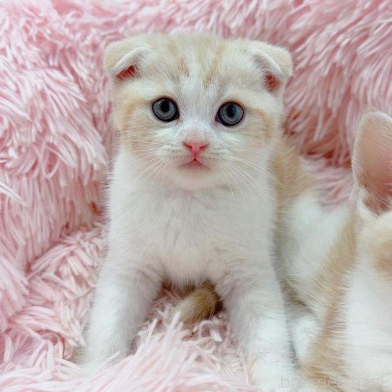 販売中の岡山県のスコティッシュフォールド(折れ耳)-137970の3枚目