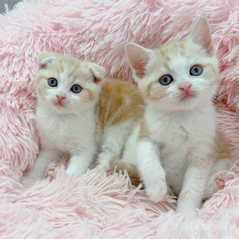 販売中の岡山県のスコティッシュフォールド(折れ耳)-137970の2枚目